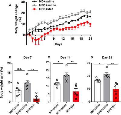 Effect of Metformin on Short-Term High-Fat Diet-Induced Weight Gain and Anxiety-Like Behavior and the Gut Microbiota